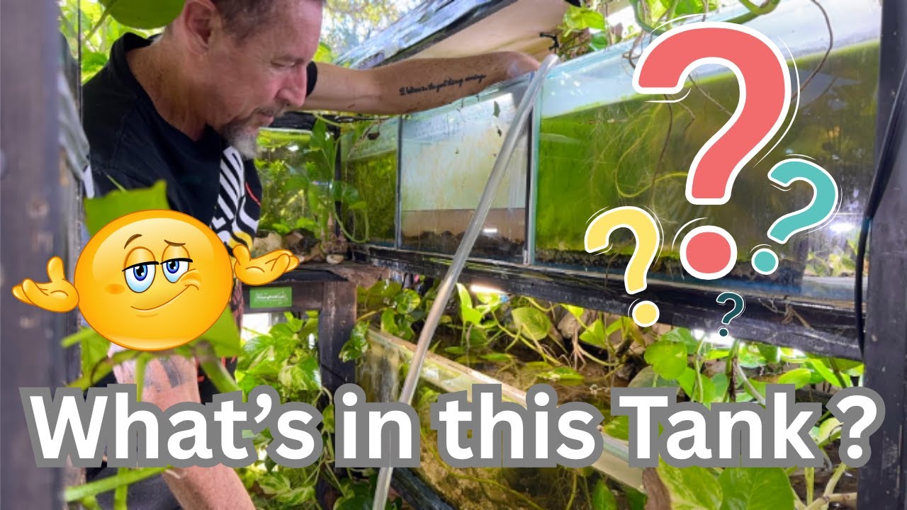 What's in this Tank ?