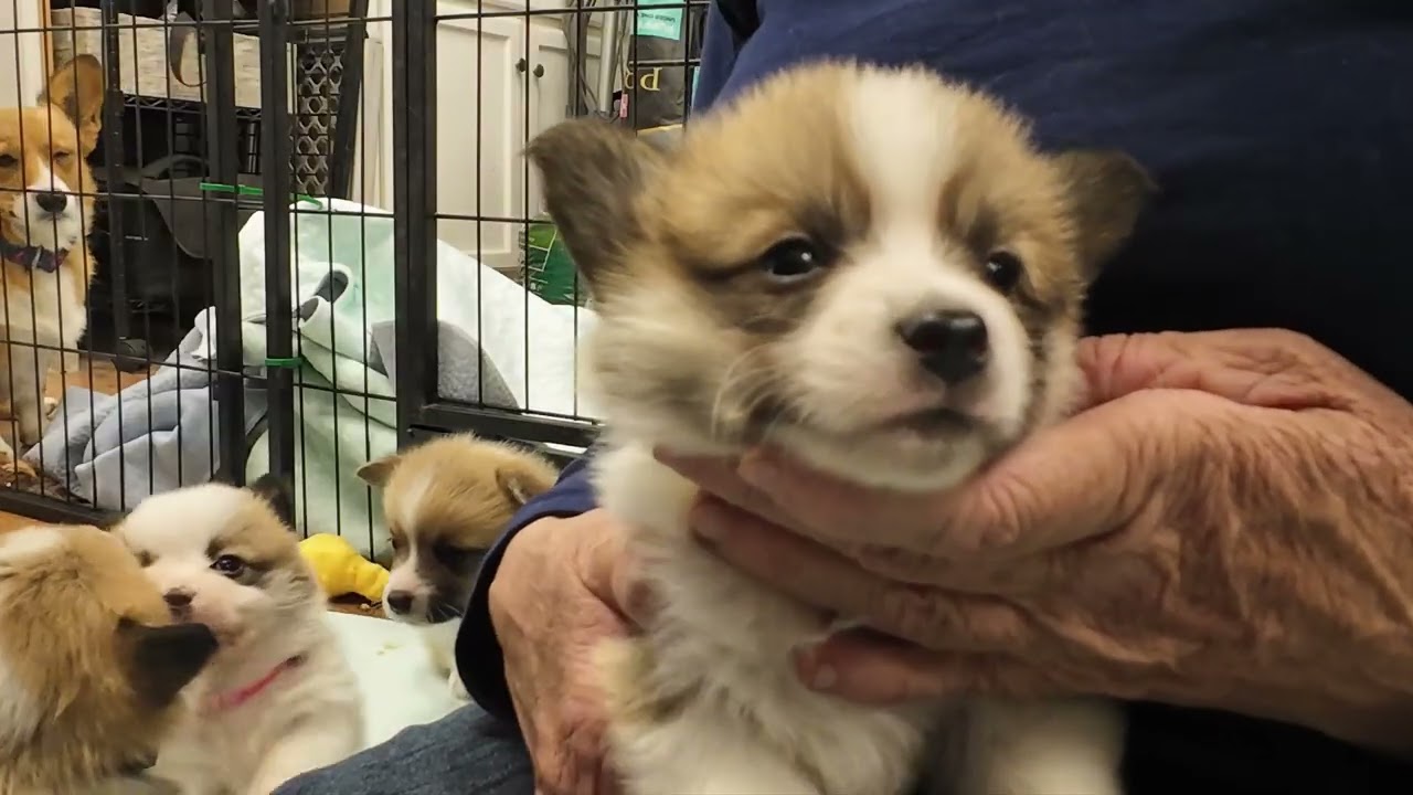 Meet the Puppies: Coat & Color Reveal