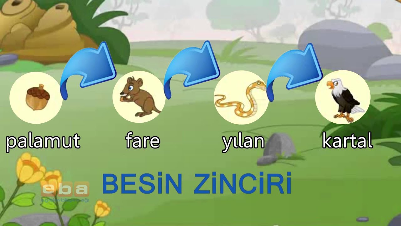 Besin Zinciri ve Enerji Akışı