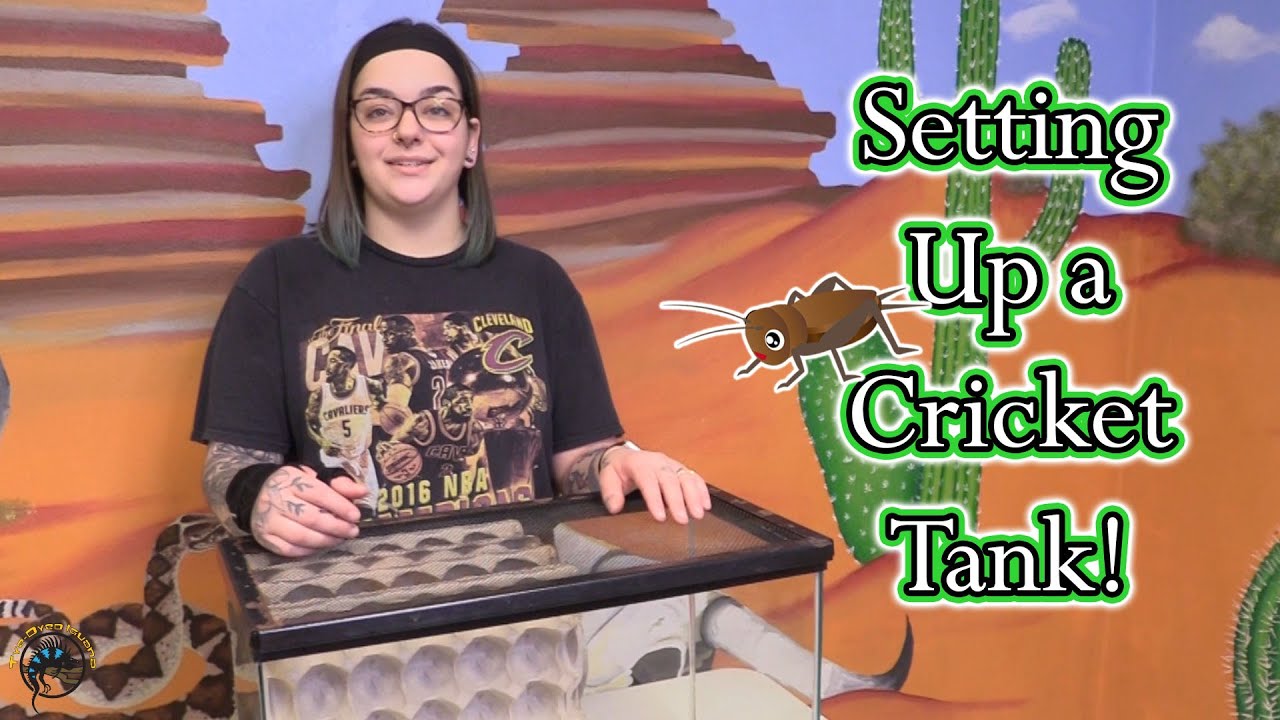 How to Set up a 10 Gallon Tank for 1,000 Crickets! 🦗