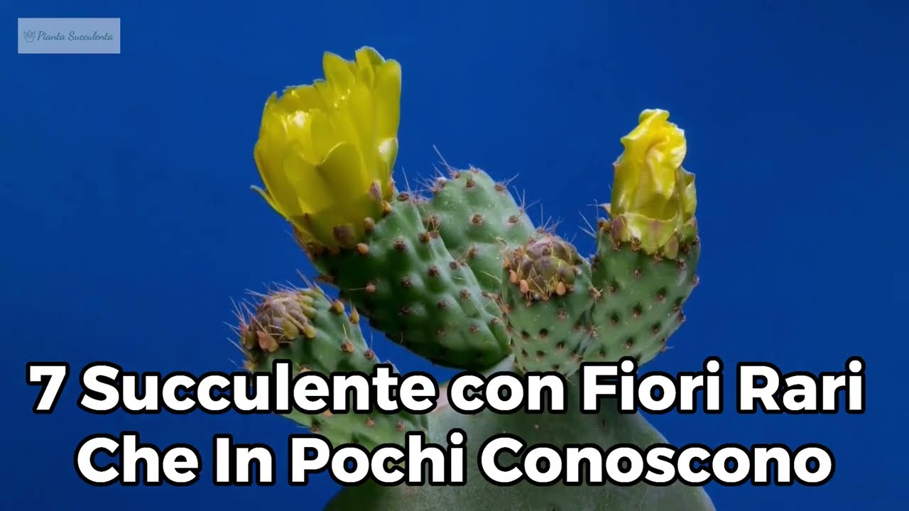7 Succulente con Fiori Rari che in Pochi Conoscono 🌸