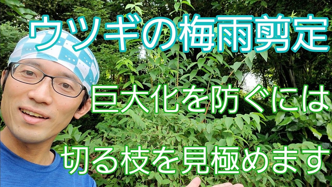 【ウツギ(卯の花)の剪定】巨大化を予防するためには、切る枝を見極めることが大切☝️👀