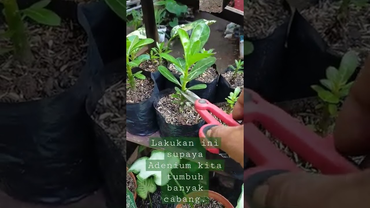 lakukan pemangkasan supaya tumbuh banyak cabang pada Adenium.. #pecintatanamanhias #adenium