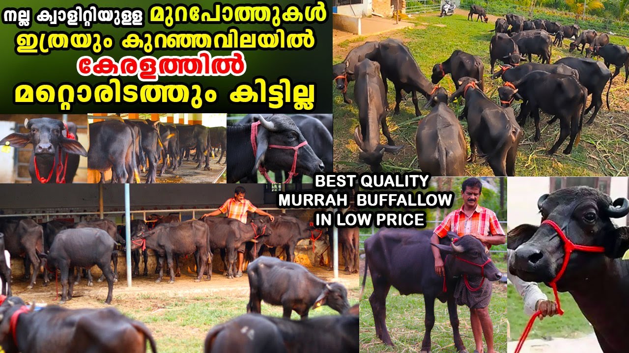 ഏറ്റവും കുറഞ്ഞ വിലയിൽ ഗംഭീര ക്വാളിറ്റിയുള്ള മുറപോത്തുകളുമായി valleys murrah farm|Buffalo farm kerala