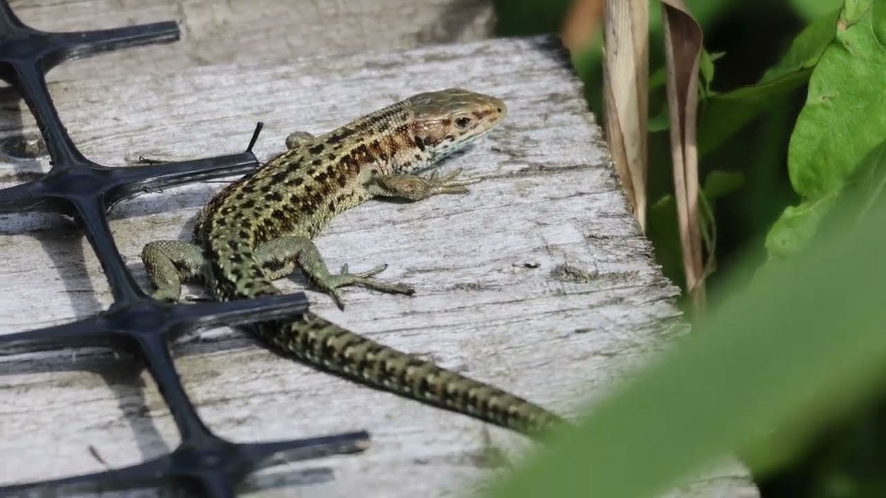 Welsh Wildlife Centre visit