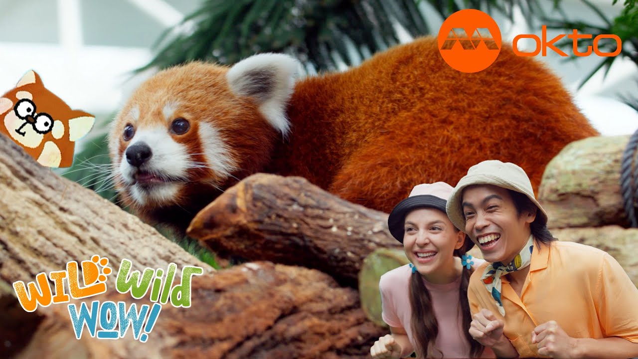 RED PANDA 🦝 Wild ANIMAL Adventure 🌿 | Wild Wild Wow S3E03A | @mediacorpokto