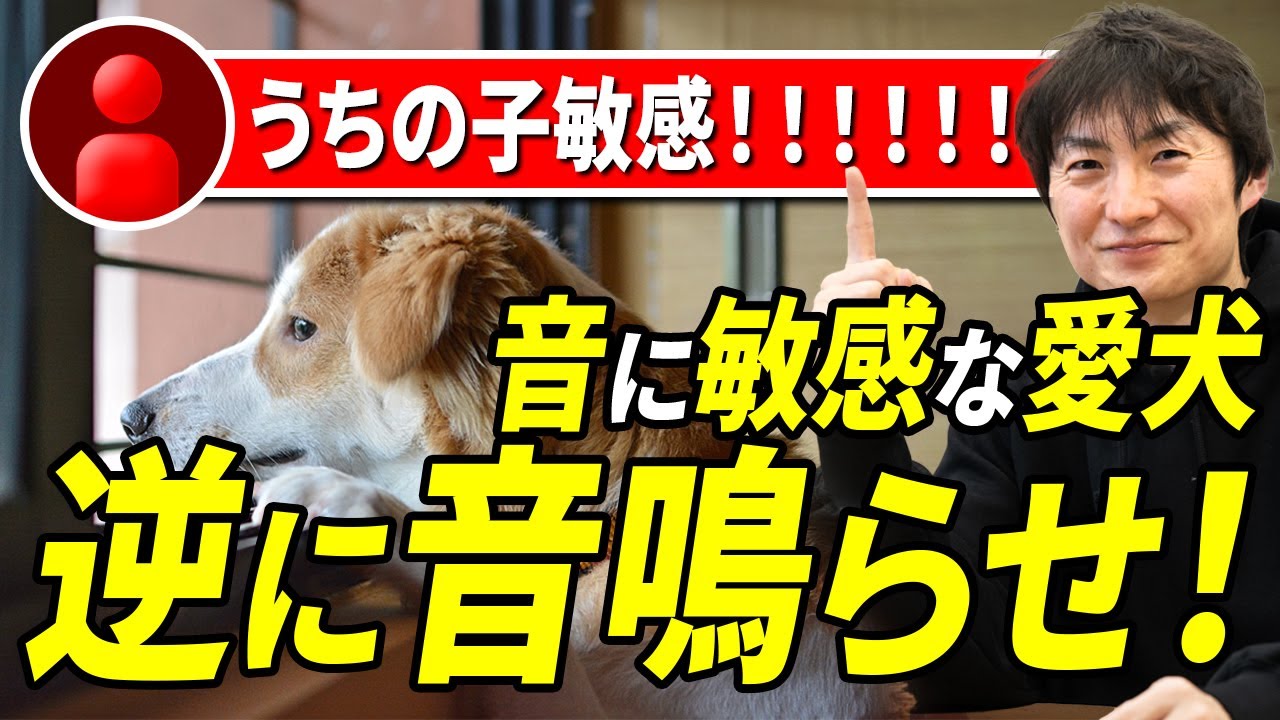 愛犬の吠え問題を解決します