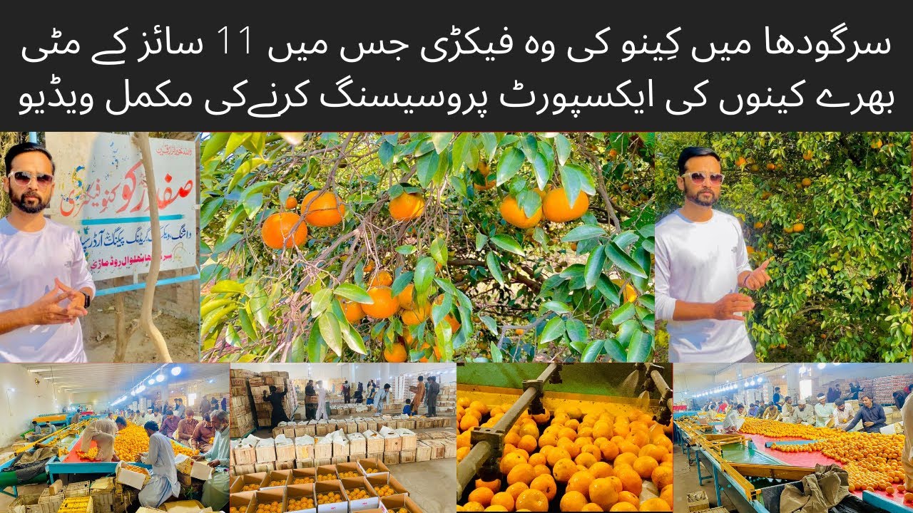 11 sizes kinnow processing video in Sargodha factory || #kinnow #orange #citrus #sargodha #malta