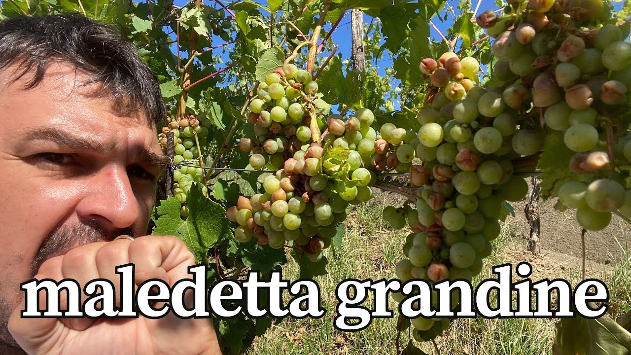 3 cose da fare dopo una grandinata