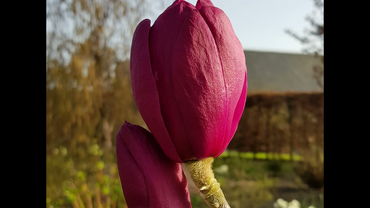 RHSI partner garden Kilgar Gardens