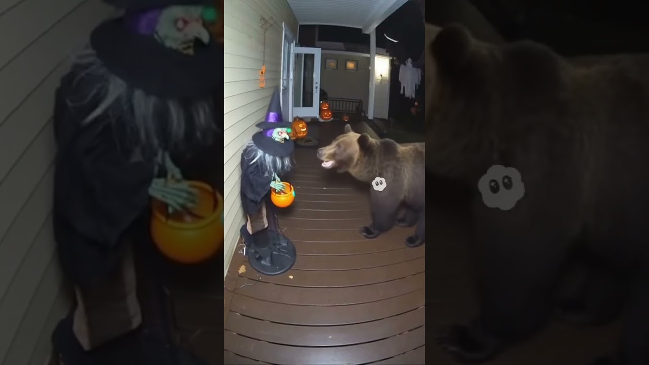 Wildlife Discovers Halloween Decorations #funny