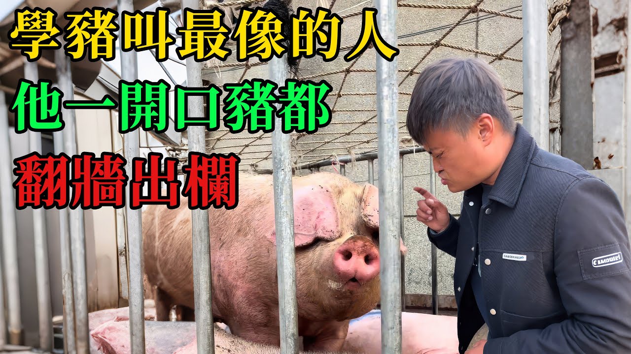 學豬叫最像的人，他一開口豬都翻牆出欄 