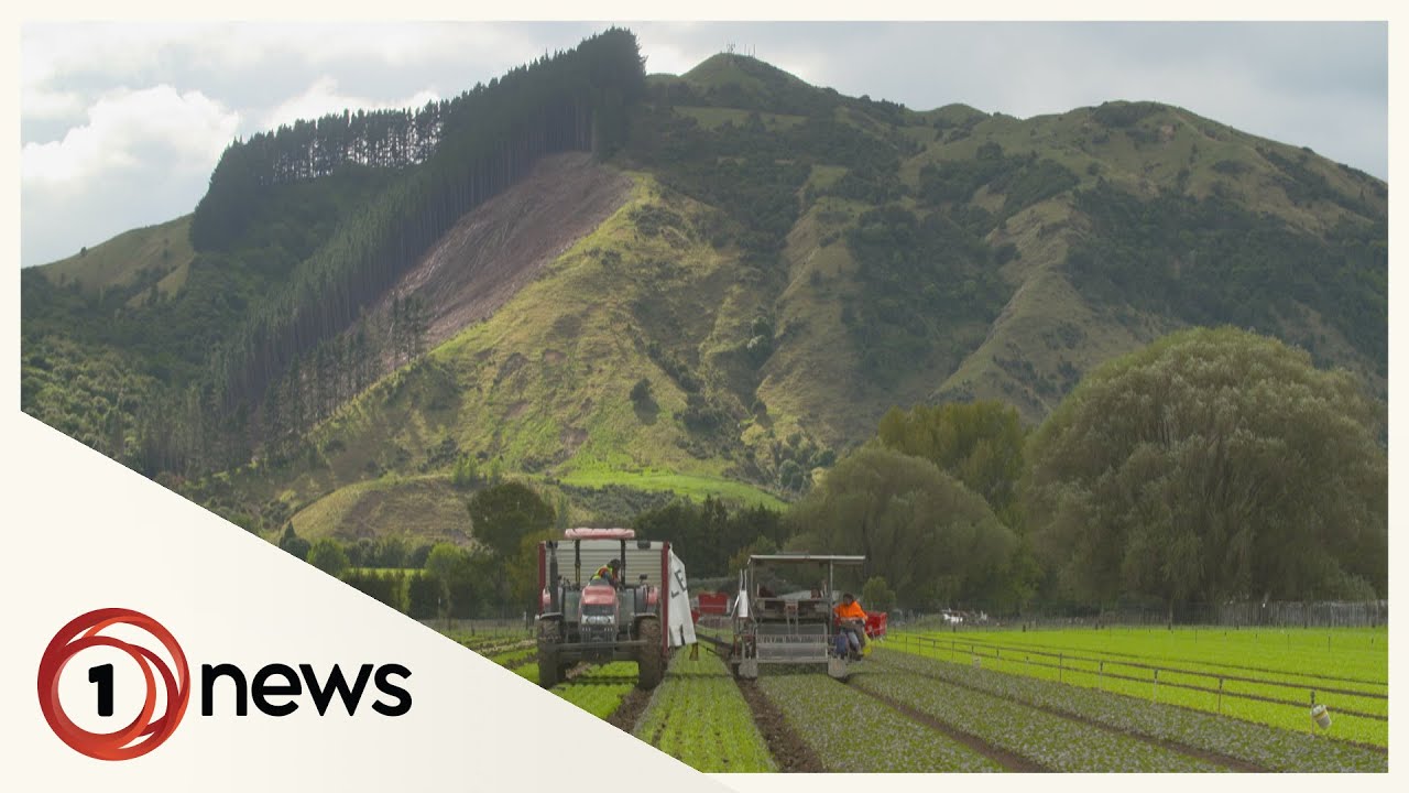 Cyclone Gabrielle highlights vulnerability of NZ’s food suppliers | 1News