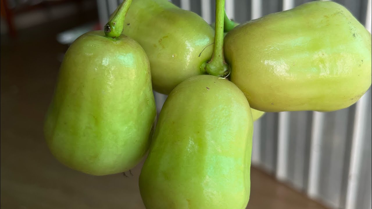 Chia sẻ tuyển bông bọc  kích tròn trái làm cho trái mã đẹp bóng zalo 0939935193