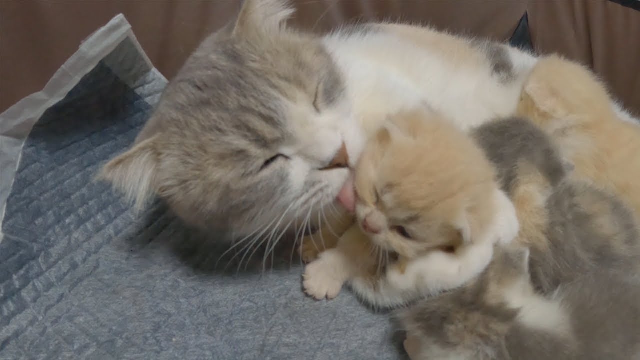 The kittens sleep soundly under the care of the mother cat.