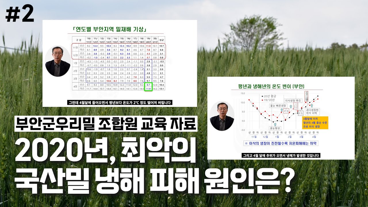 국산밀 냉해 발생 원인 분석┃부안군우리밀 교육영상 #2┃22년도 조합원 교육 자료
