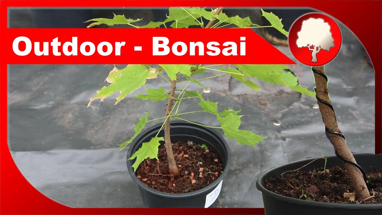 Outdoor-Bonsai - Ahorn, Walnuss, Ziersträucher als Mini-Bäume - Großstadtgärtnern