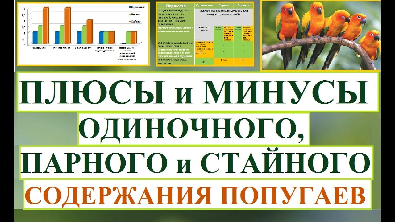 Плюсы и минусы одиночного, парного или стайного содержания попугаев