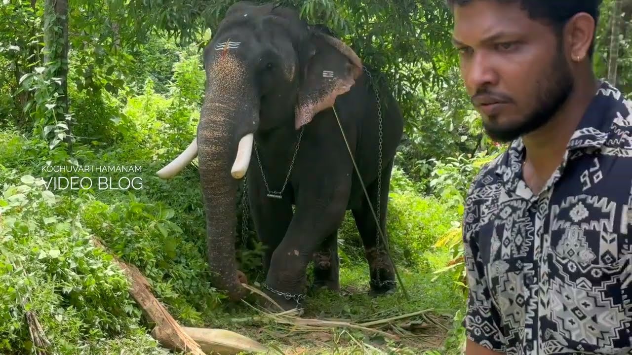 എണ്ണക്കറുപ്പിന് ഏഴഴക്, മരത്തണലിൽ ചൂടാറ്റുന്ന തൃക്കടവൂർ ശിവരാജു