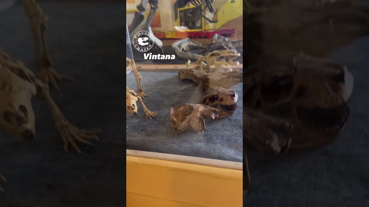 Madagascar Awesomeness: Meet Beelzebufo, Simosuchus, Vintana, and Adalatherium