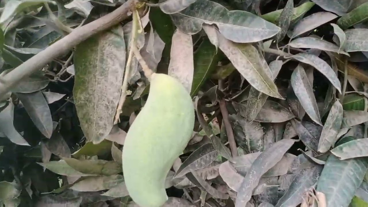 Mangoes  tree at home#very tasty mangoes#fouryou