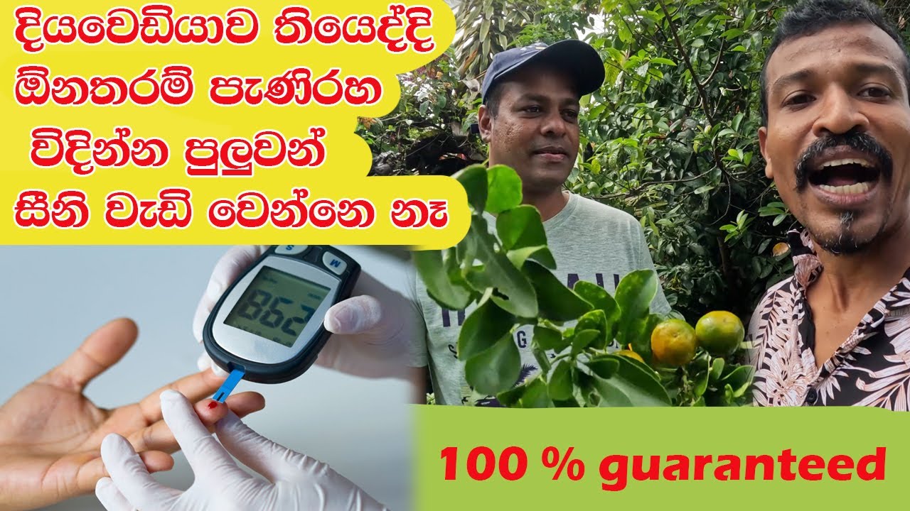 දෙවියනේ දියවැඩියාව තියෙද්දි පැණිරසට ආසනම් කන්න පුලුවන් රහස Miracle fruit