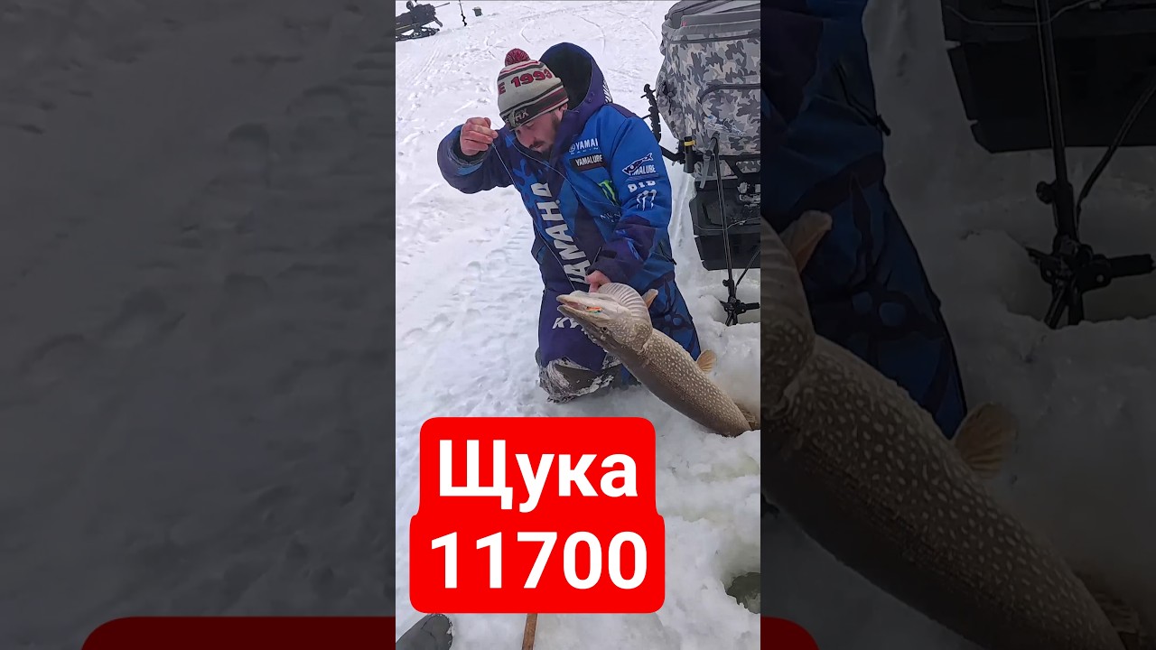 Щука на 11700