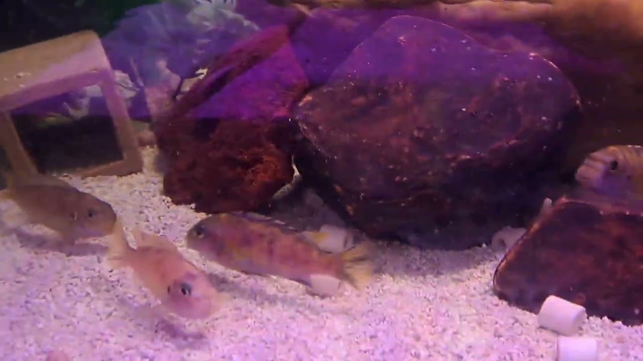 Labeotropheus trewavasae Ikwasi aand Labeotropheus fuelleborni katale island 