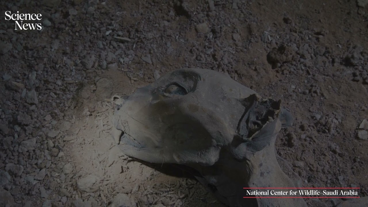 See a naturally mummified cheetah up close | Science News