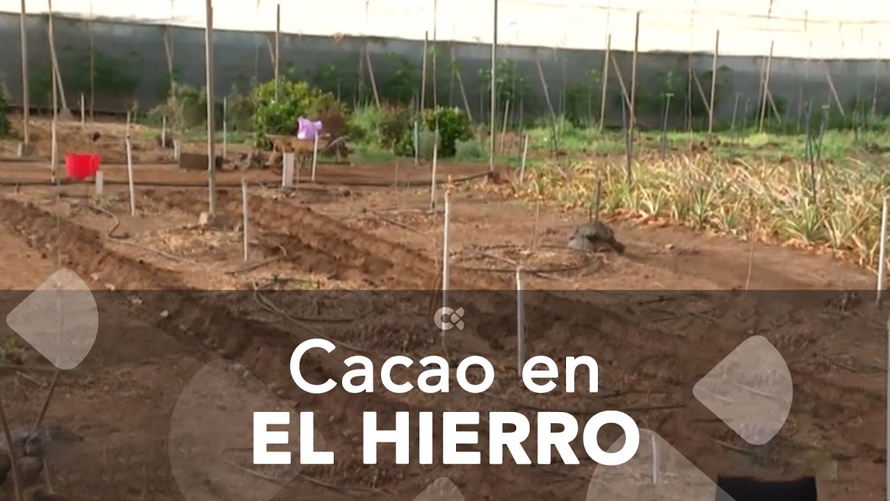 Cacao en El Hierro