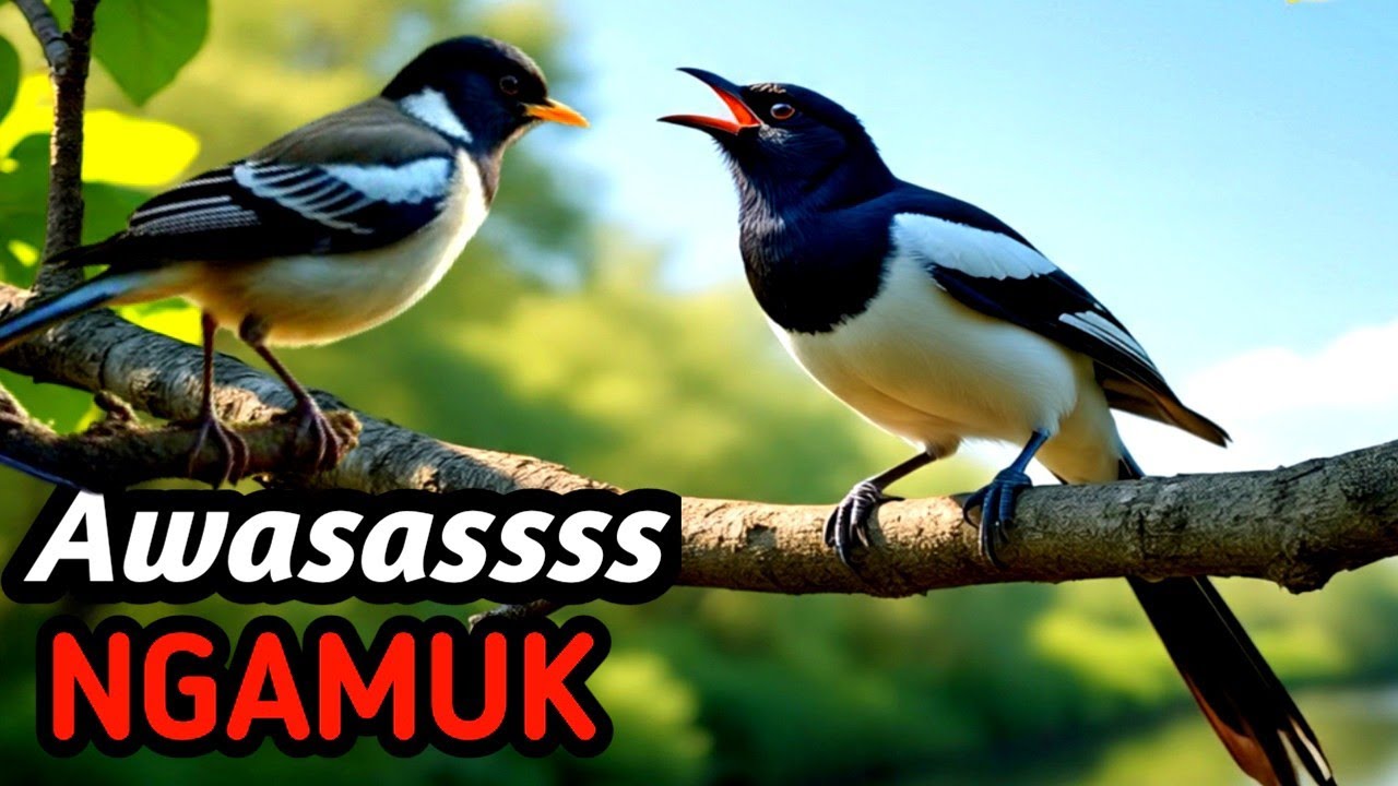 Masteran Kacer Juara Alam Liar | River & Forest Ambience Relaxing Sound
