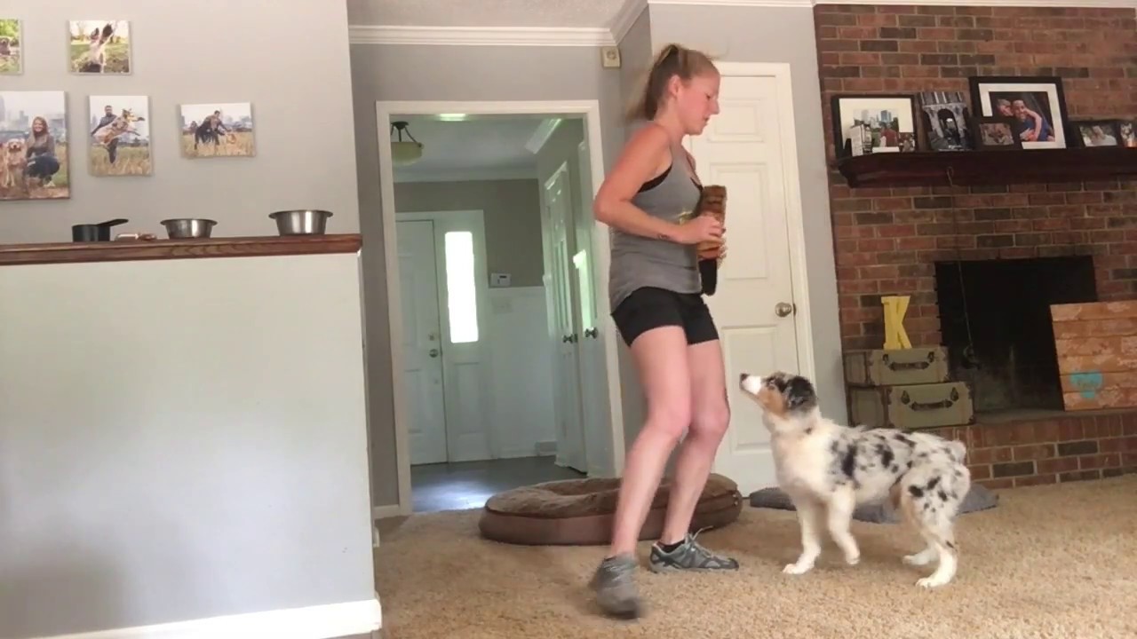 Blue Merle Australian Shepherd Lizzie Learns Tricks