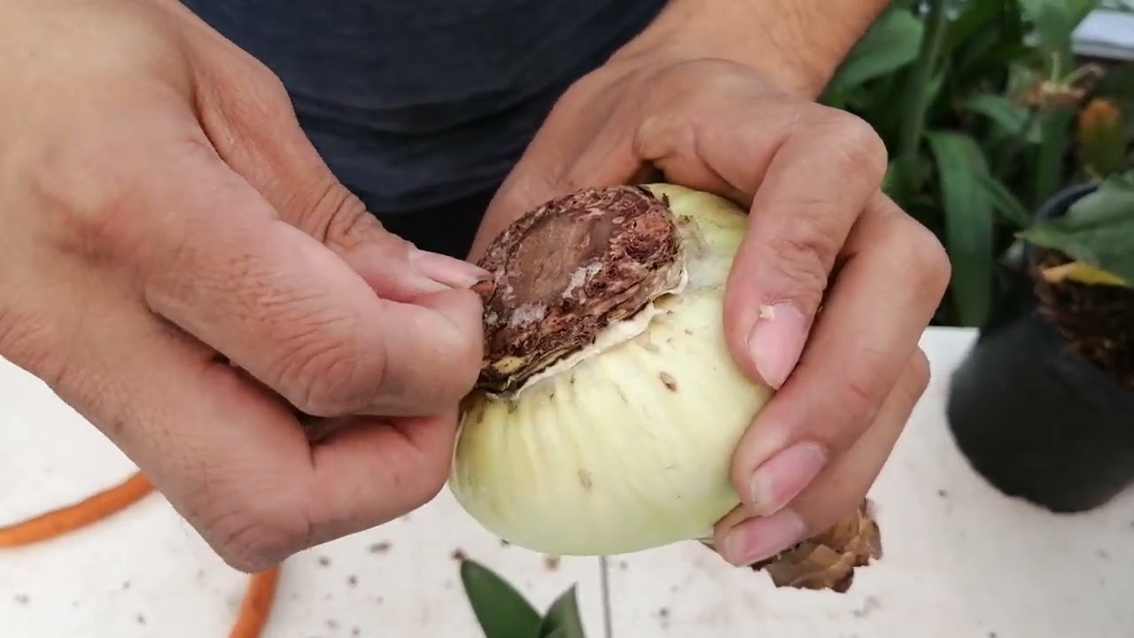 ¿Que a hacer si mi bulbo no enraizan, a pesar del raspado de plato basal?