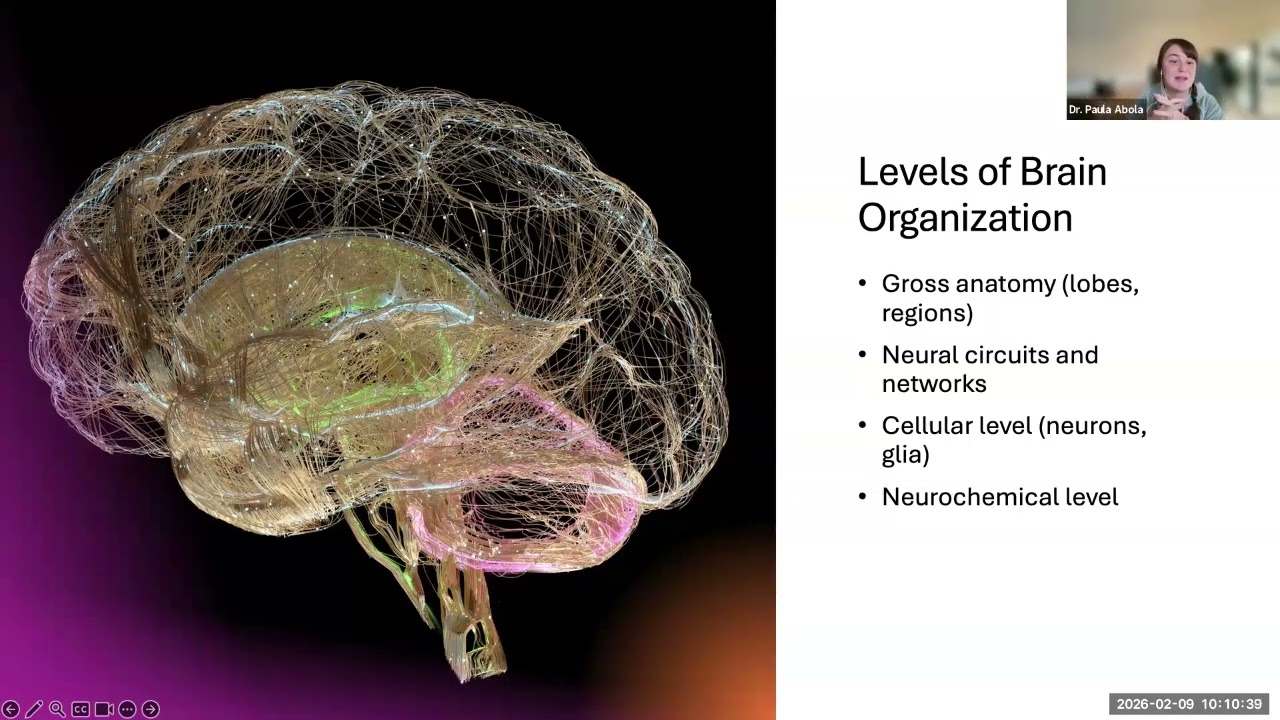 The structure and function of human brain pt 2
