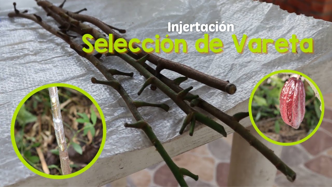 Cacao | Selección de la vareta portayemas para injertar cacao