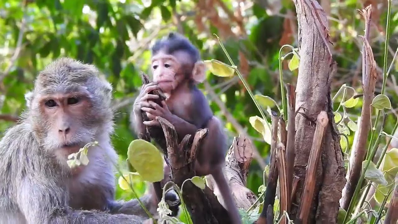 The little monkey has a cute gesture, climbs a tree, the mother tries to catch the little monkey