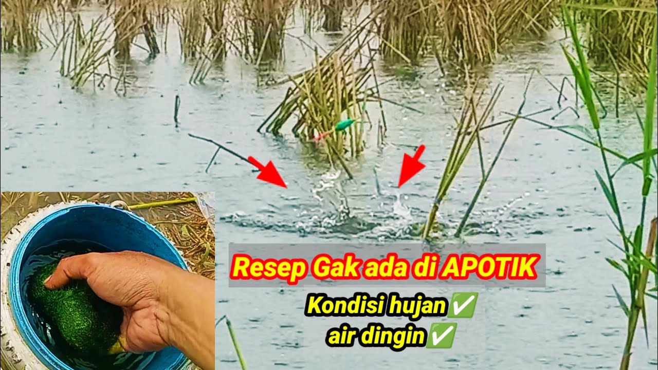 Resep ini bikin kuwalahan || campuran lumut musim hujan || umpan jitu ikan nila