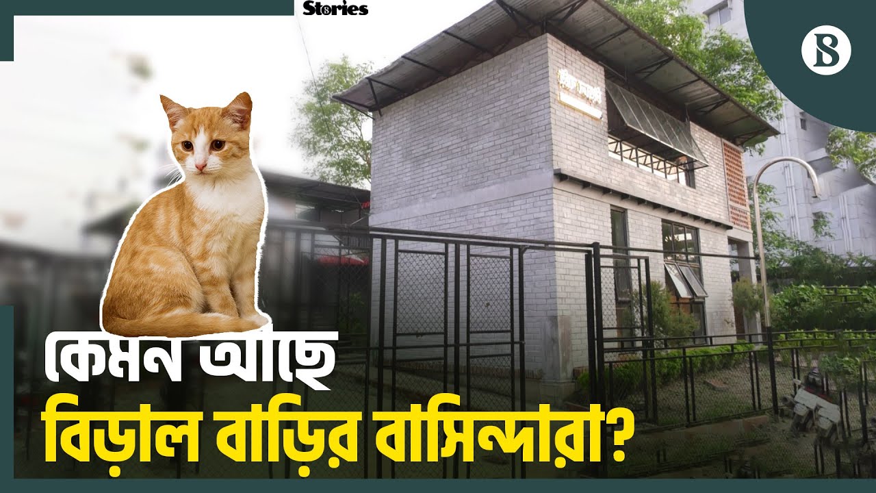 অভিজাত এলাকায় নান্দনিক নকশায় বিড়ালের আশ্রম | Biral Bari | Cat | Cat Lover | The Business Standard