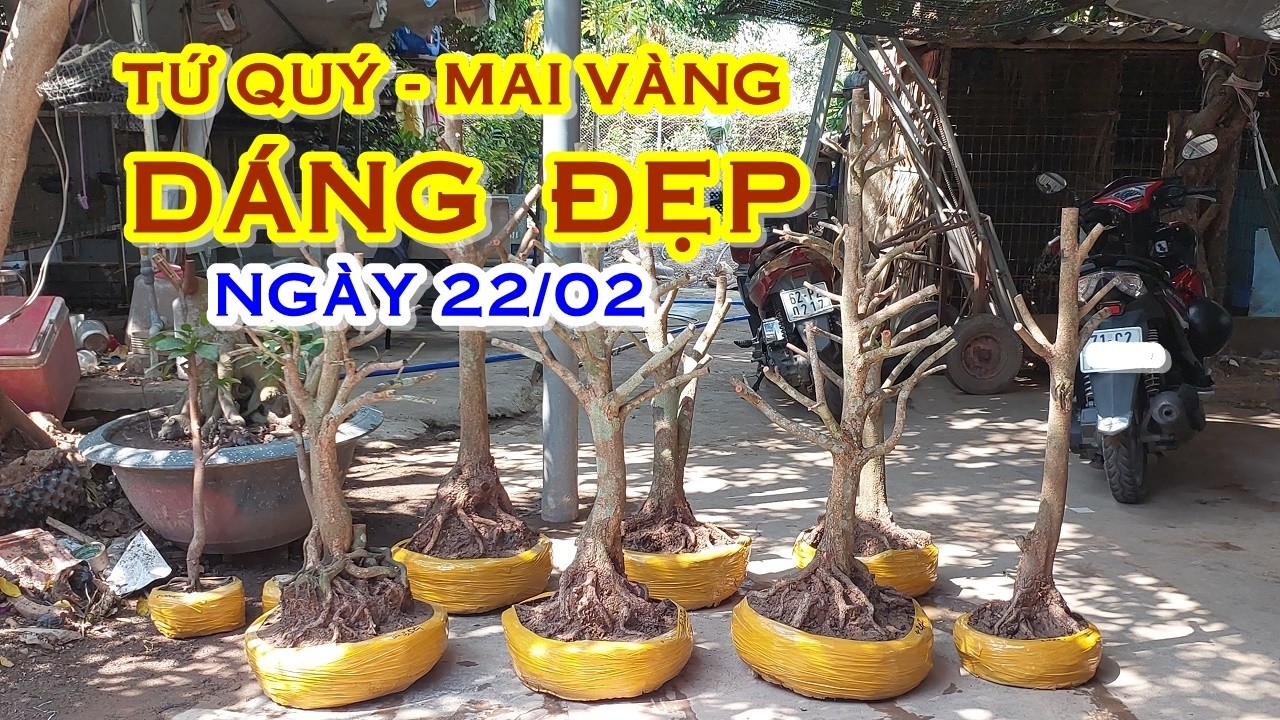 PHONG 📲  O97346O207 GIÁ TỐT - MAI TỨ QUÝ, MAI VÀNG GIAO LƯU NGÀY 22/02 