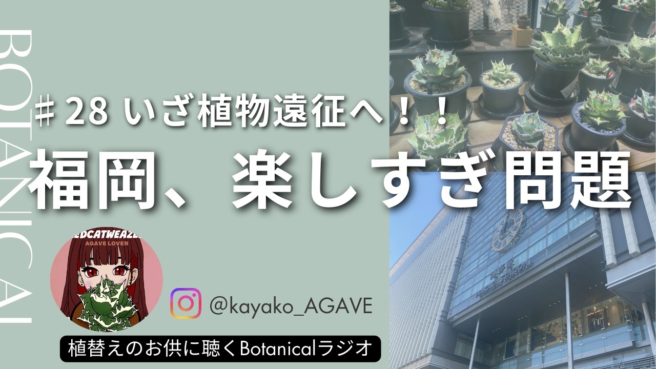 【#28植物の旅】福岡が最高すぎた話│アガベ植替えのお供に聴くBotanicalラジオ