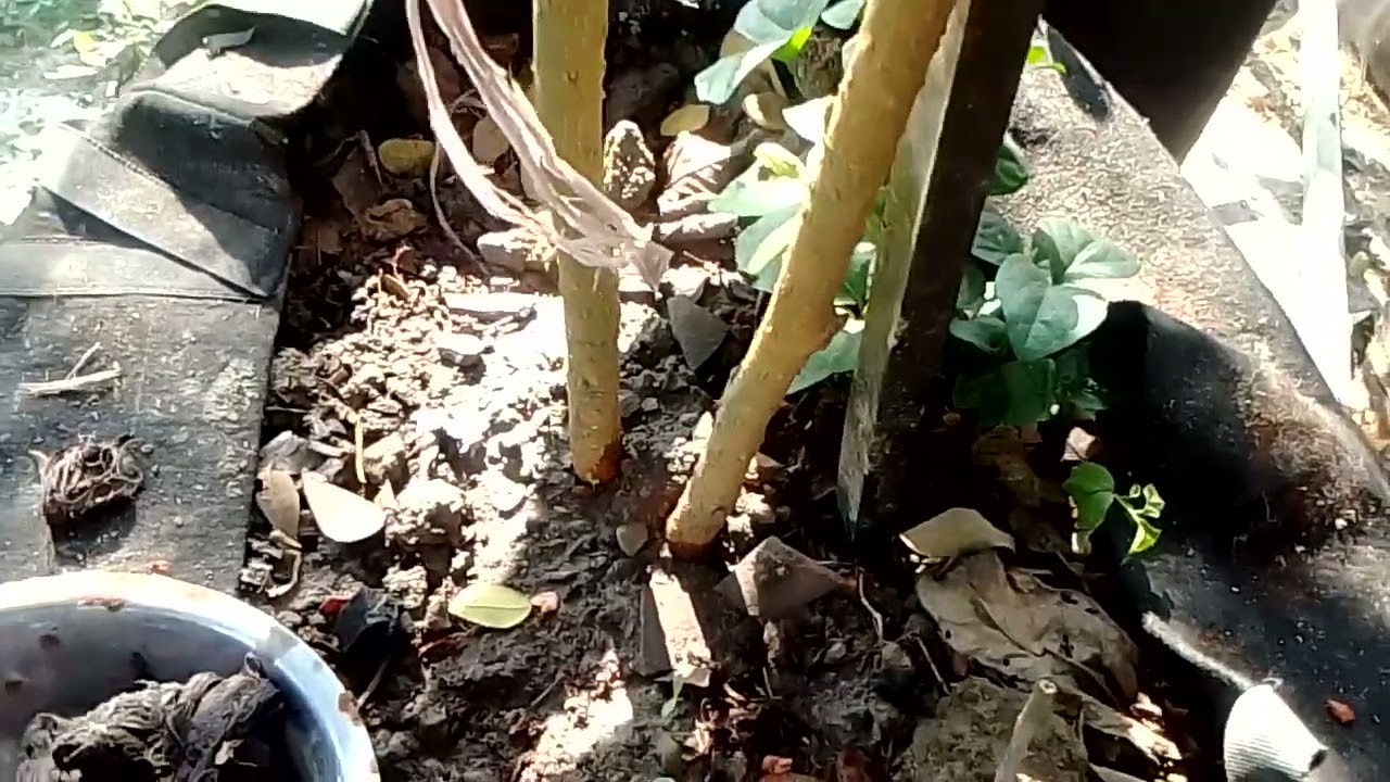 মালবেরী গাছে সঠিক সময়ে প্রুনিং আর সঠিক খাবার দিলেই প্রচুর ফলন।