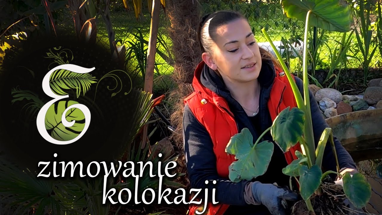 Kolokazja, pałczycha, dziwidło.Jak przezimować rośliny bulwiaste. Uszy słonia - kolokazja esculenta