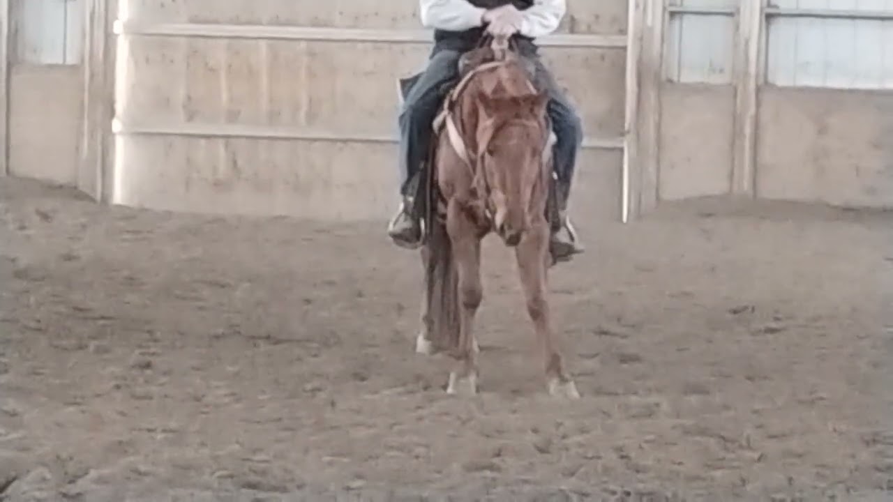 Red trainability 26