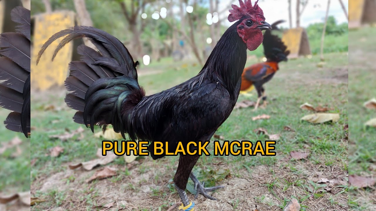 Black Mcrae Pure
