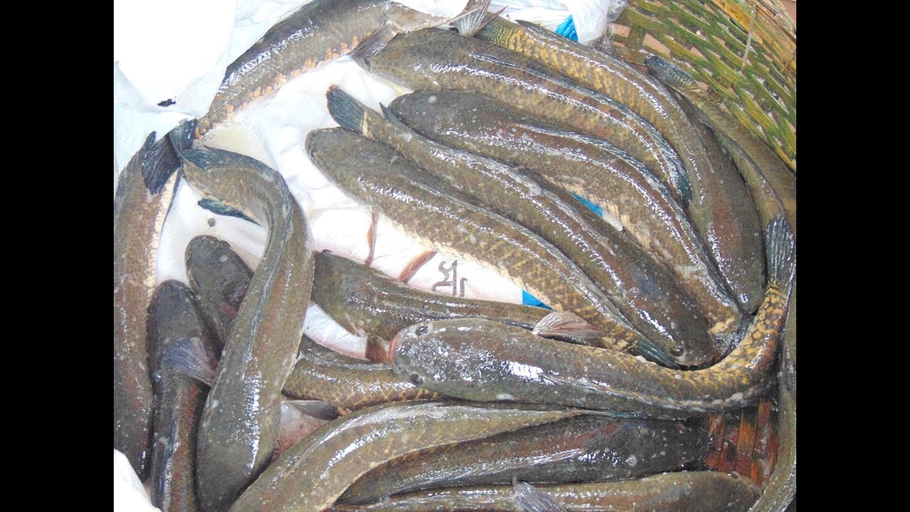 Lived Snakehead Murrel Fish |Huge Snakehead Fish Market in Bangladesh |Channa striata |Fishing Bd