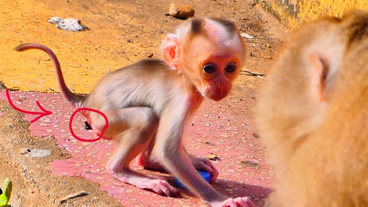 Baby Monkey Surprises Mama with His Joyful Play &mdash; A Heartwarming Shelter Moment.