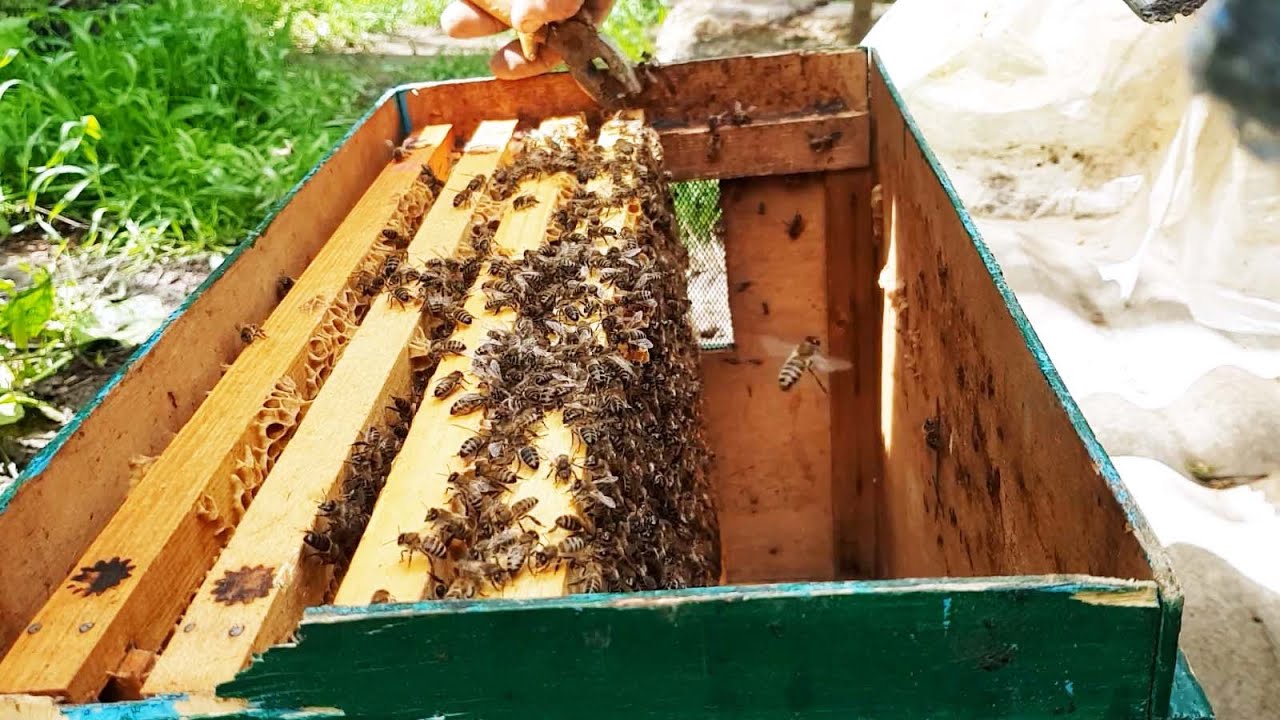 Купили Пчелопокеты из Сочи Кавказская Горная Серая🐝 И Привезли в Дагестан