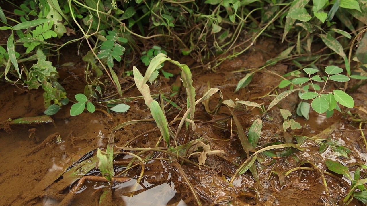 Cryptocoryne spiralis var  spiralis and Rotala