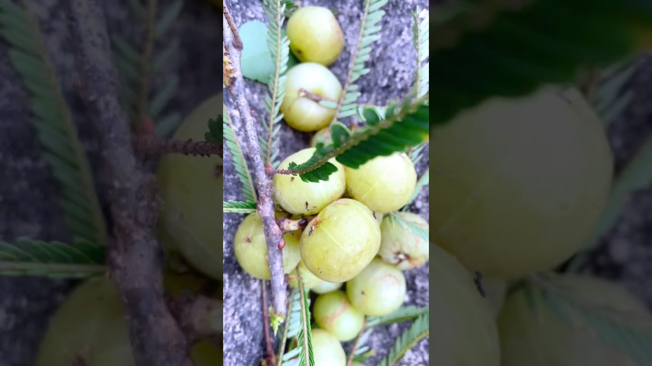 Amla 🥝 picking (Gooseberries)