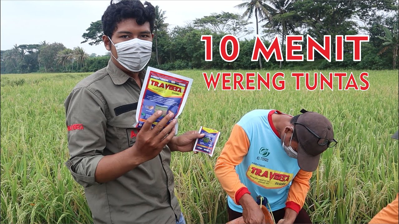 Cara Baru Atasi Wereng Hingga Tuntas dengan TRAVERSA 20/60 WG